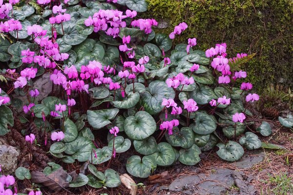 Cyclamen coum utilis&eacute; pour fleurir une tombe
