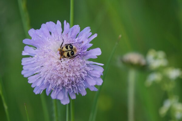 Col&eacute;opt&egrave;re Trichius fasciatus dans une fleur de knautie (Knautia)