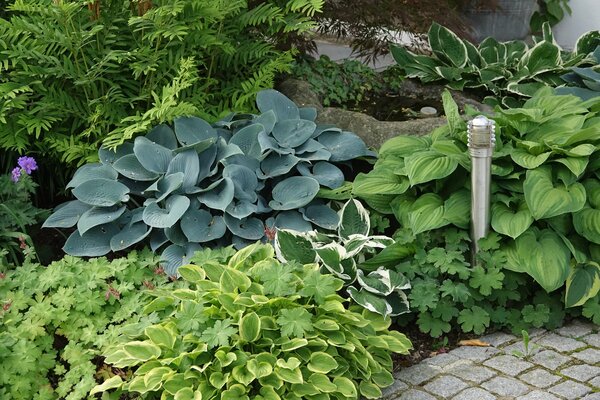 Vivaces sous les arbres : hostas, g&eacute;raniums vivaces et foug&egrave;res