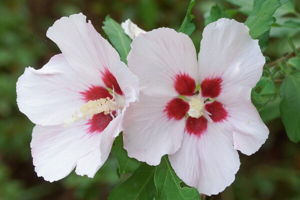 alth&eacute;a, Hibiscus syriacus, Red Heart