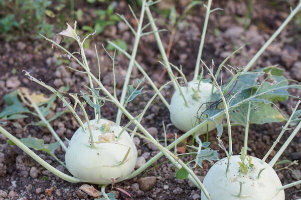 Pieris brassicae, grande pi&eacute;ride du chou, d&eacute;g&acirc;ts caus&eacute;s au chou-rave,
