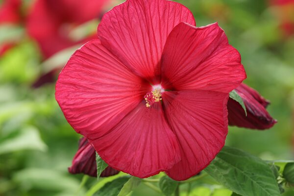 Hibiscus moscheutos &laquo; Fireball &raquo;, hibiscus vivace, hibiscus des marais, hibiscus g&eacute;ant, plante vivace, hibiscus