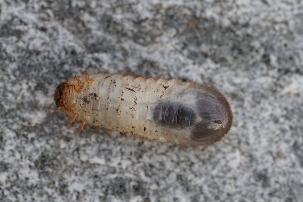C&eacute;toine dor&eacute;e, Cetonia aurata, Larve qui se d&eacute;place sur le dos