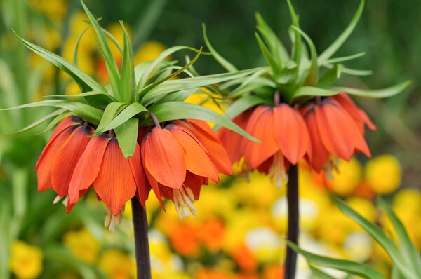 Couronne imp&eacute;riale, Fritillaria imperialis Rubra, campagnols