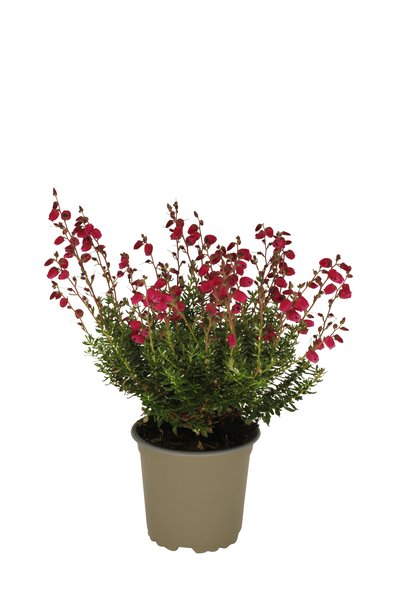 Irische Glockenheide 'Angelina'