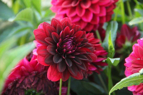 planter des dahlias