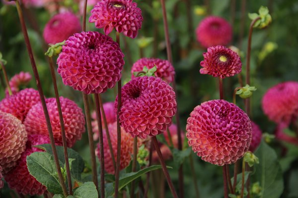 planter des dahlias