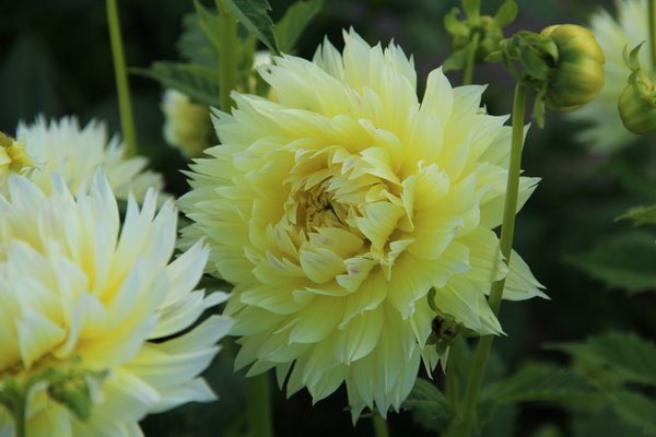 dahlias &agrave; floraison pr&eacute;coce