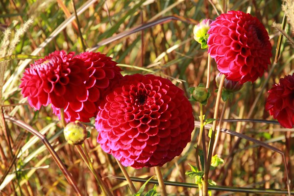planter des dahlias