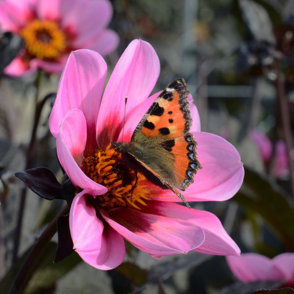 planter des dahlias