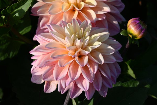 planter des dahlias