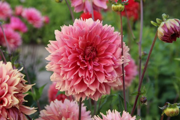 planter des dahlias