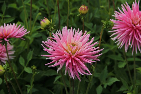 planter des dahlias