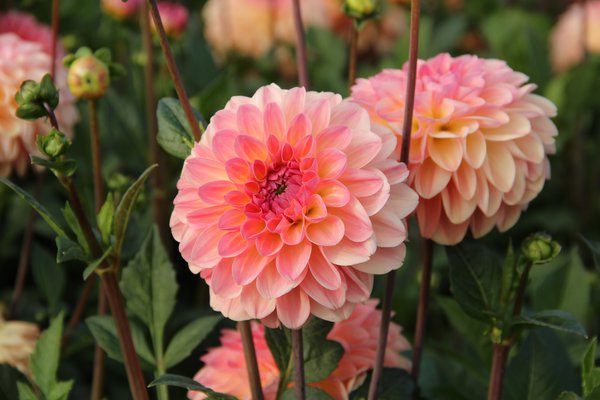 dahlias &agrave; floraison pr&eacute;coce