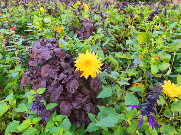 Dahlien kombinieren Gartenbuch-Beitrag, Dahlia 'Karma Gold', Shiso, Salvia guaranitica