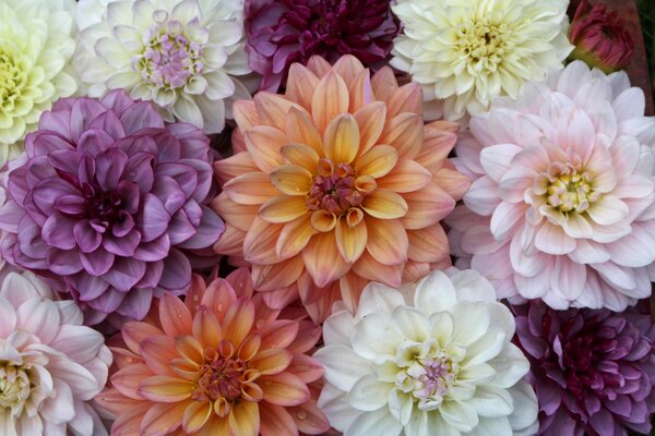 Bouquet de dahlias, Dahlia, Fleurs coup&eacute;es