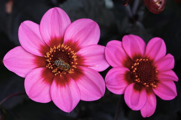 Bouquet de dahlias, vari&eacute;t&eacute; Happy Single Wink, bulbes de dahlias