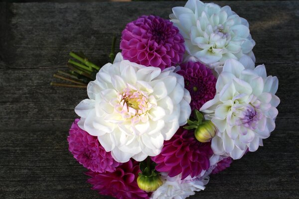 Bouquet de dahlias, vari&eacute;t&eacute;s de dahlias Eveline, Silver Years, Purple Fox, bulbes de dahlias