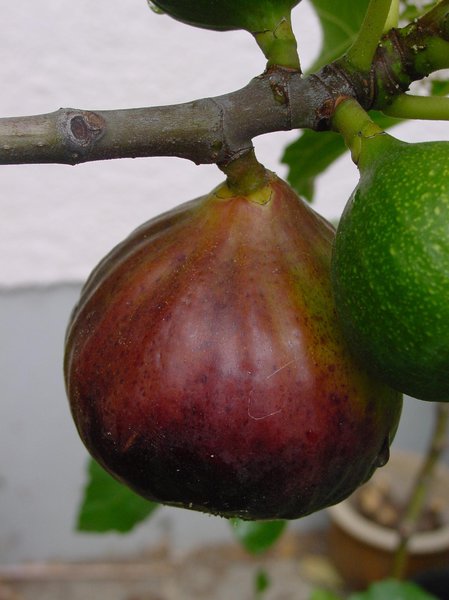 Figuier sur tige Figue-fruit Dauphine (synonyme rosetta) lubera