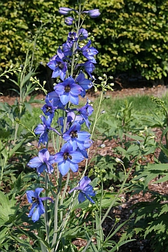 Delphinium x elatum 'Blaustrahl'