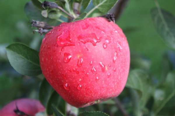 Pommes bonnes pour la sant&eacute; Pomme Paradis Myra Lubera