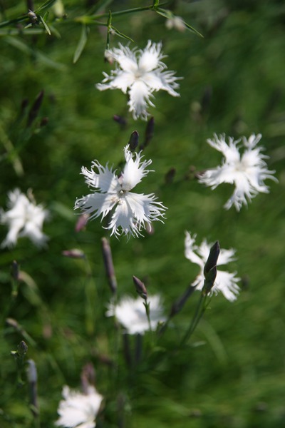 Dianthus arenarius