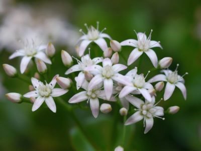 Floraison du <i>Crassula portulacea</i>