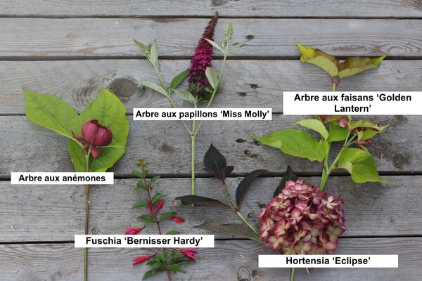 Plantes &agrave; floraison estivale - traduction FR, arbustes &agrave; fleurs