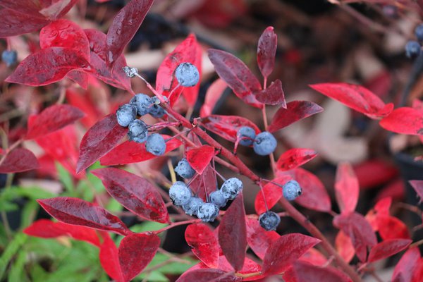 Myrtilles cultiv&eacute;es Myrtillier Rubel coloration automnale Lubera