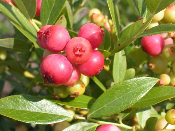 Myrtillier arbustif Pink Lemonade Lubera