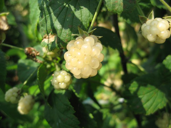 M&ucirc;re blanche Polar Berry