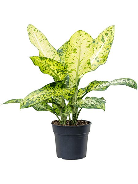 Dieffenbachia seguine 'Banana', Busch, im 34cm Topf, H�he 110cm, Breite 120cm