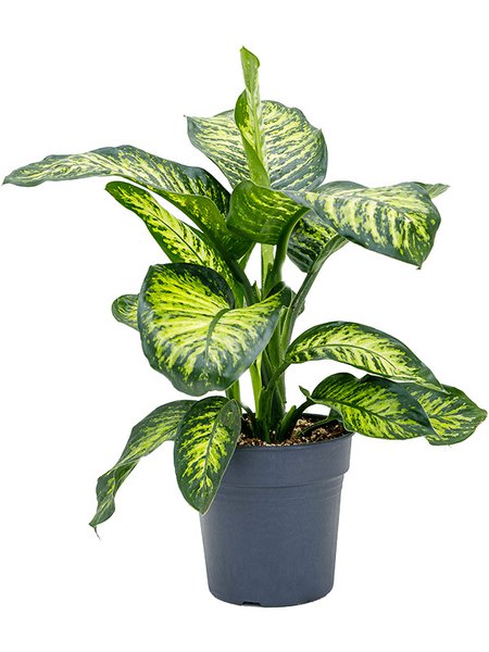 Dieffenbachia seguine 'Maroba', Busch, im 24cm Topf, H�he 90cm, Breite 60cm