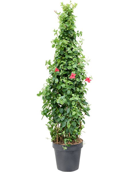 Dipladenia classic pink, Pyramide, im 30cm Topf, H�he 160cm, Breite 55cm