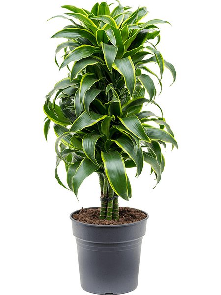 Dracaena fragrans 'Dorado', Verzweigt-multi, im 27cm Topf, H�he 100cm, Breite 35cm