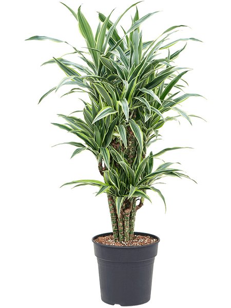 Dracaena fragrans 'Lemon Suprise', Verzweigt-Multi, im 27cm Topf, H�he 100cm, Breite 45cm