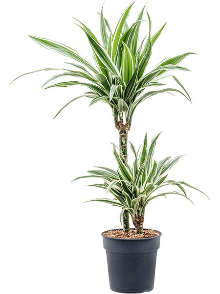 Dracaena fragrans 'White Stripe', 45-15, im 19cm Topf, H�he 95cm, Breite 45cm