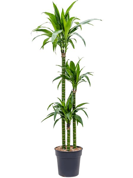 Dracaena steudnerii 'Liza', 90-60-30, im 24cm Topf, H�he 145cm, Breite 45cm