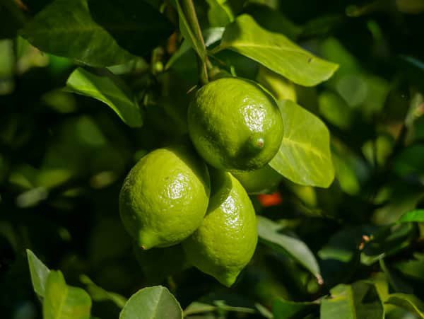 Planter le citronnier