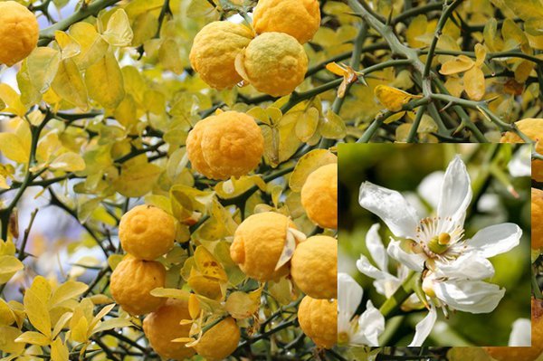 Poncirus trifoliata, vari&eacute;t&eacute;s d'agrumes