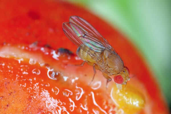 Drosophila suzukii, drosophile du cerisier sur un fruit, femelle