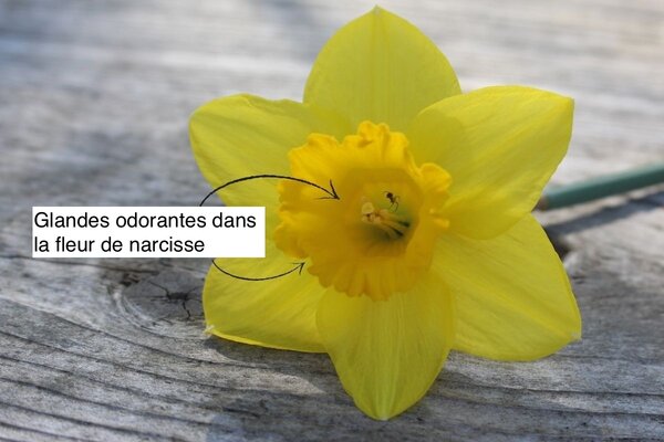 Narcisses parfum&eacute;s, Glande odorante narcisse