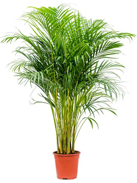 Dypsis (Areca) lutescens, Tuff, im 21cm Topf, H�he 125cm, Breite 60cm