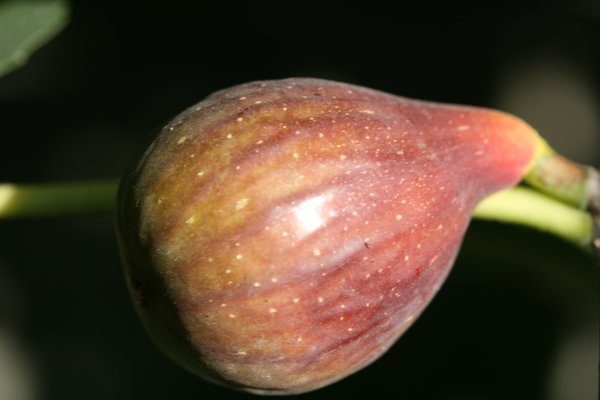 Tailler le figuier, figue fruiti&egrave;re Gustis Early Black