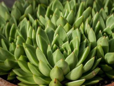 <i>Echeveria setosa</i>