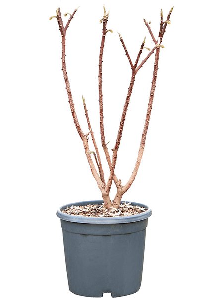 Edgeworthia chrysantha, Verzweigt, im 29cm Topf, H�he 85cm, Breite 45cm