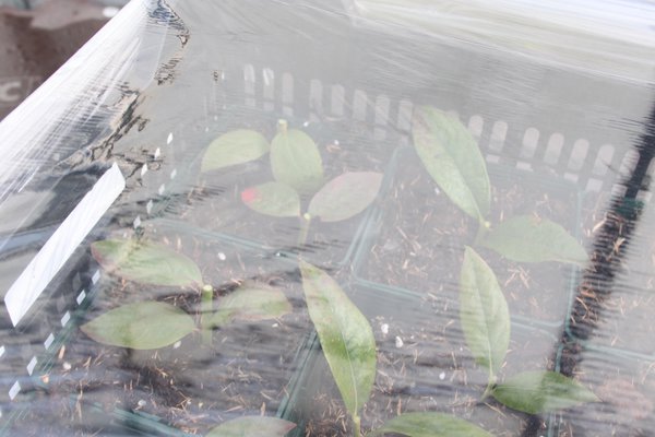 Multiplier un myrtillier Lubera