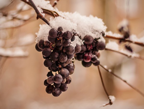 Cultiver de la vigne, faire son vin, Lubera, raisin de glace