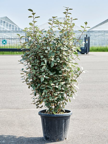 Elaeagnus ebbingei 'Compacta', Busch, im 39cm Topf, H�he 140cm, Breite 55cm