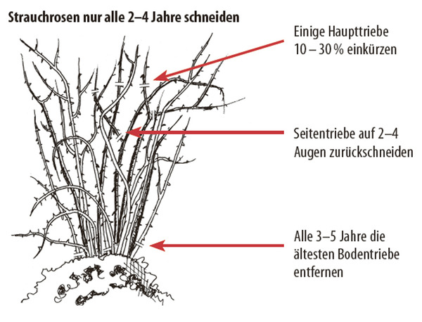 acheter des rosiers buissons